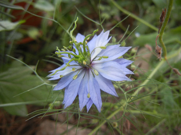 Nigella damascena (2013, May 22)