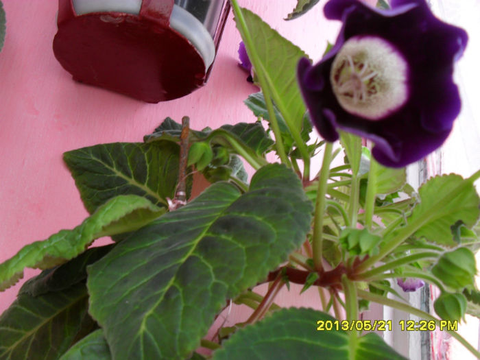 Gloxinii 22 05-2013 - Flori-2013