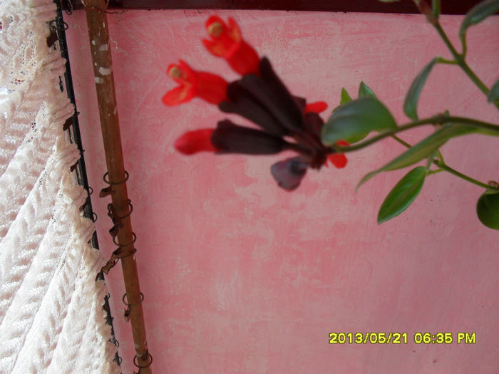 Flori 22 05-2013 - Flori-2013