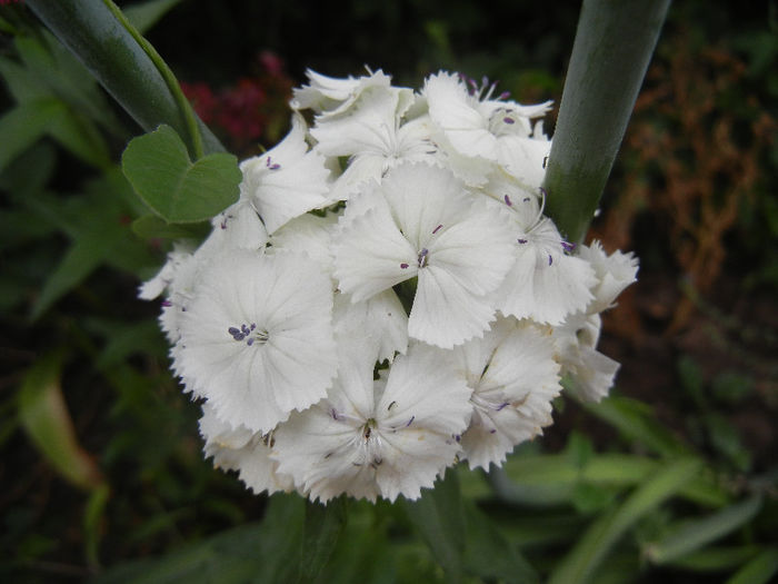 Dianthus barbatus (2013, May 22) - Dianthus Barbatus
