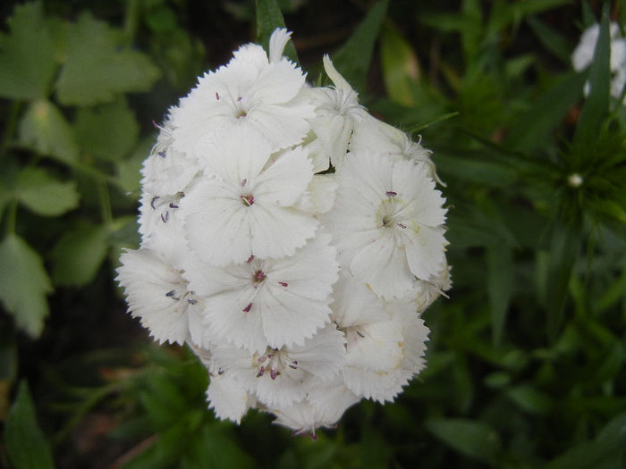 Dianthus barbatus (2013, May 22) - Dianthus Barbatus