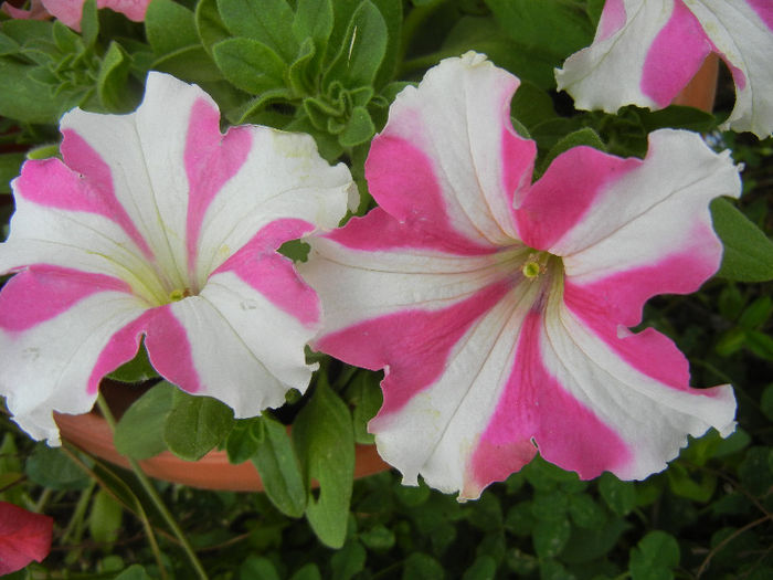 Pink & White petunias, 22may2013