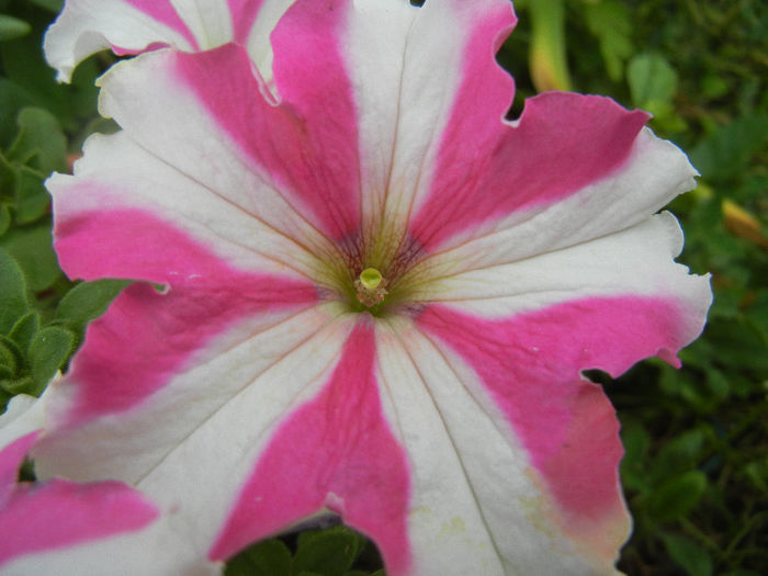 Pink & White petunia, 22may2013