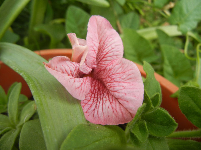 Pink petunia, 22may2013