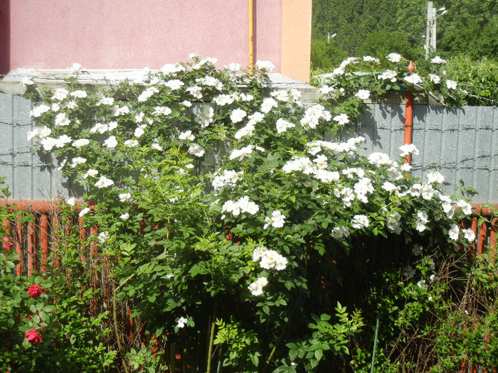 Rosa canina_Dog rose (2013, May 20) - 05 Garden in May