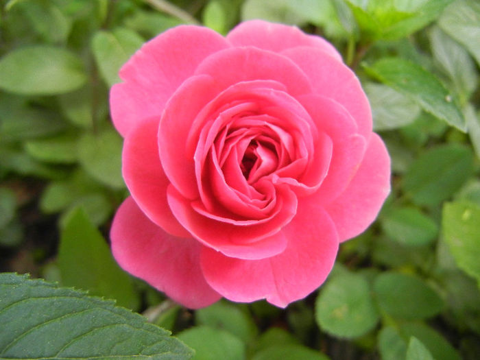Pink Miniature Rose (2013, May 22) - Miniature Rose Pink
