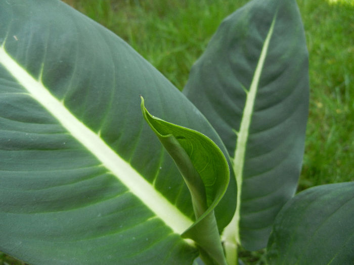 Dieffenbachia Green Magic (2013, May 19) - Dieffenbachia Green Magic