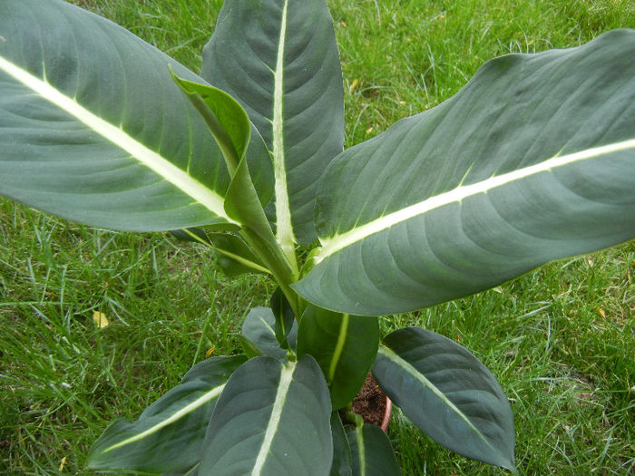 Dieffenbachia Green Magic (2013, May 19) - Dieffenbachia Green Magic