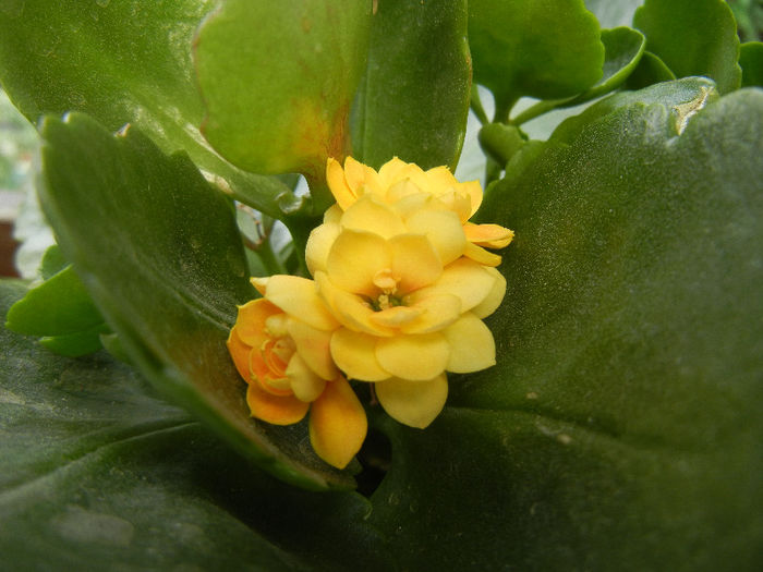 Yellow Kalanchoe (2013, May 12) - Kalanchoe Yellow