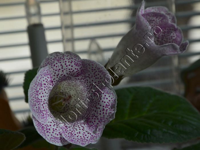Gloxinia Jolly Rain - GLOXINIA _ SINNINGIA