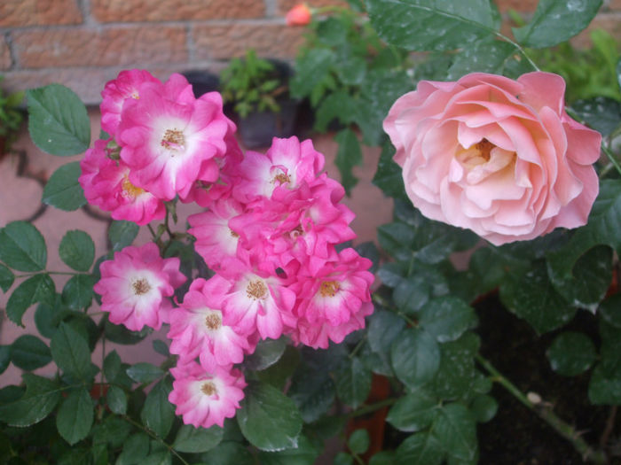 Orleans Rose