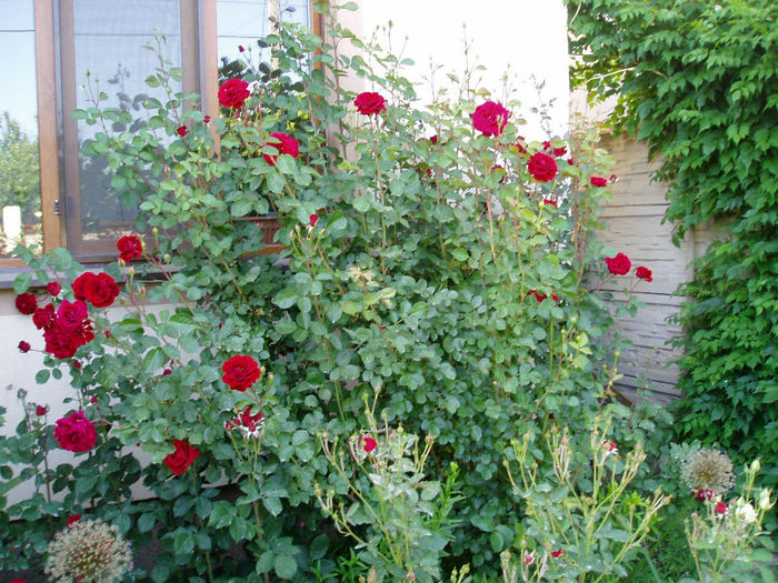 P1010047