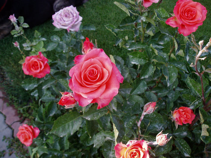 WoW Rose