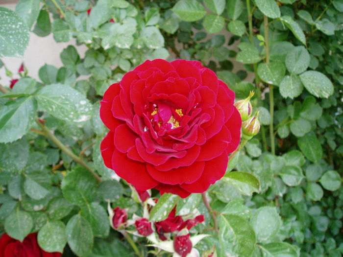 P1010094