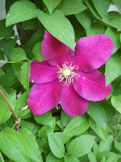 DSCN6616 - Clematite