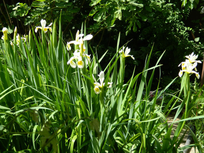 DSCN9340 - 2 MAI 2013