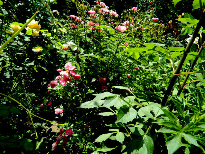 DSCN9347 - 2 MAI 2013