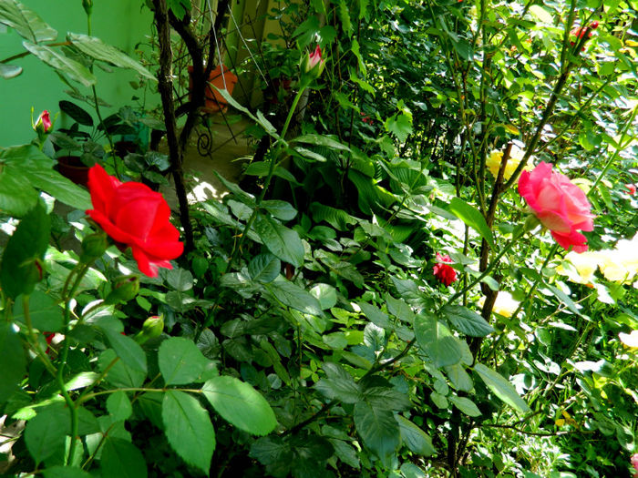 DSCN9348 - 2 MAI 2013