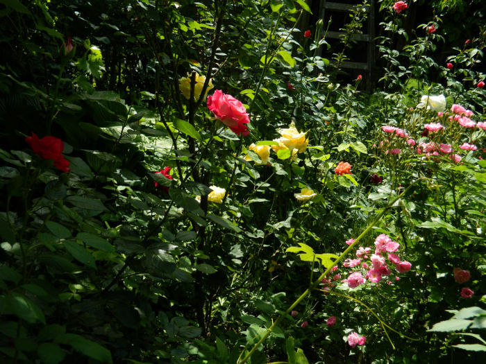 DSCN9417 - 2 MAI 2013