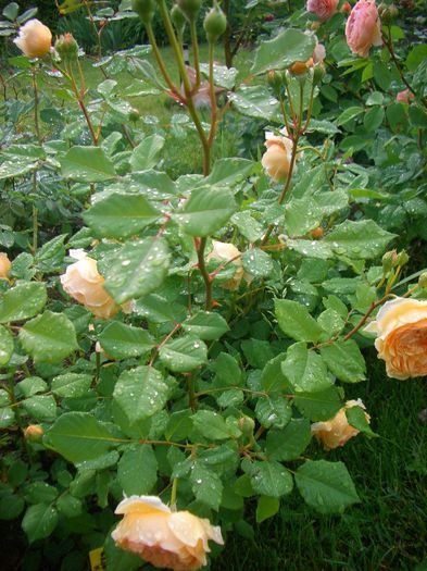 Crown Princess Margareta • AUSwinter (Shrub. English Rose Collection)