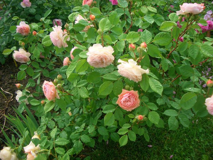 Leander • AUSlea • Lovely Apricot (Shrub. English Rose Collection)