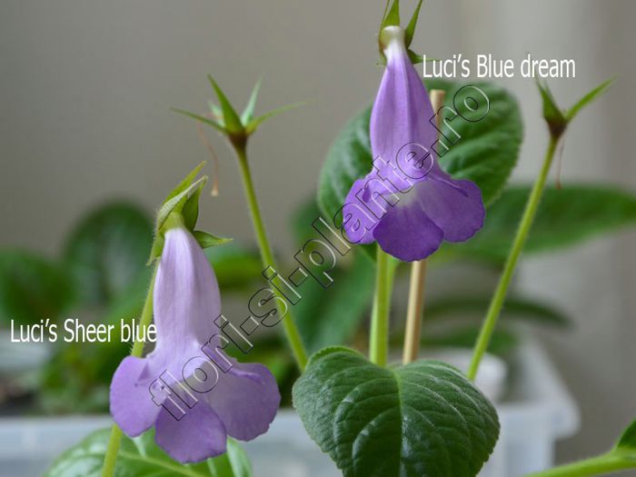 Sinningia Luci s Blue dream - Luci s Sheer blue - GLOXINIA_SINNINGIA - Hibrizii mei -My hybrids