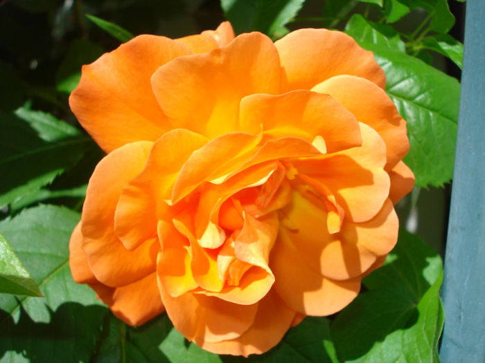 Westerland
