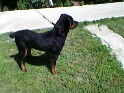 Tot el - catelul meu