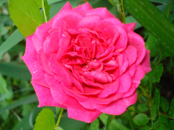 DSC06930