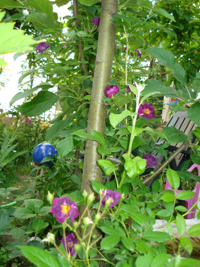 Violette