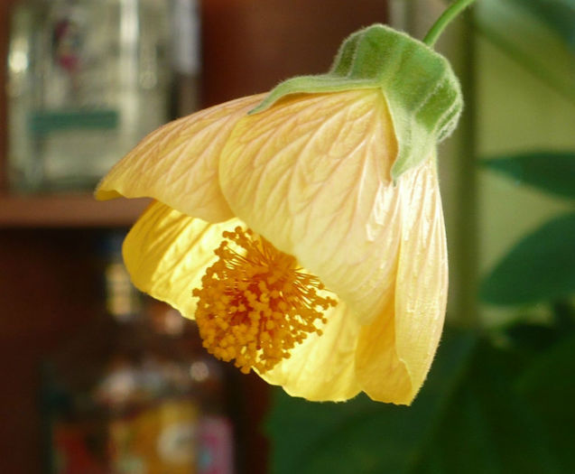 P1440052 crop