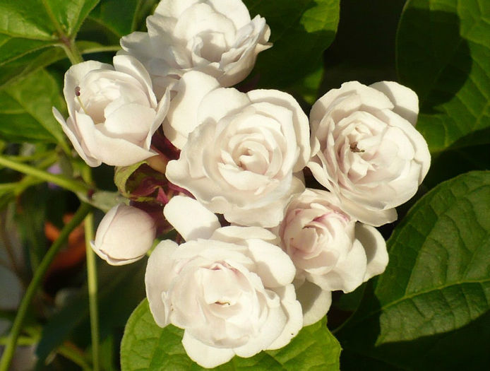 P1440058 - Clerodendron 2013