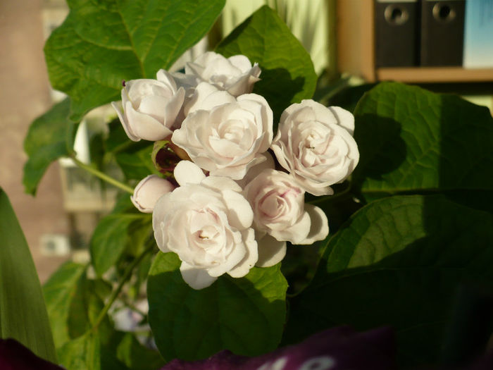 P1440060 - Clerodendron 2013