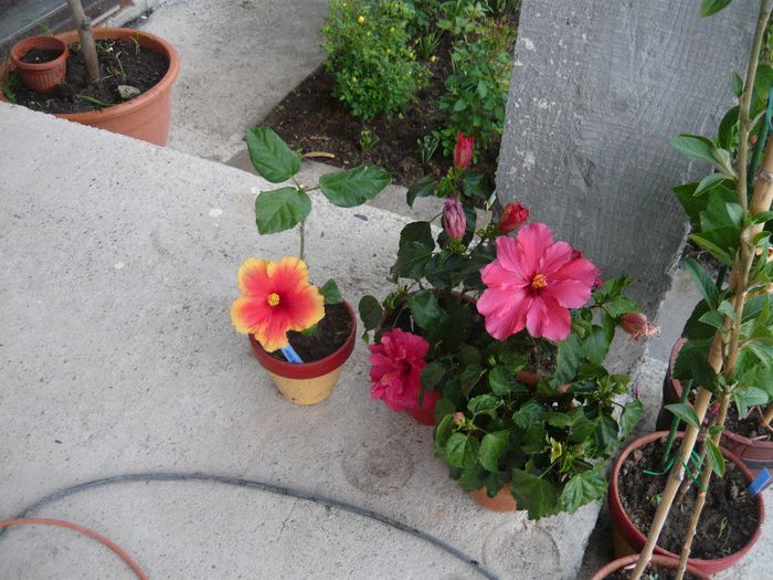 Picture 2432 - x 2013 Hibiscus rosa sinesis
