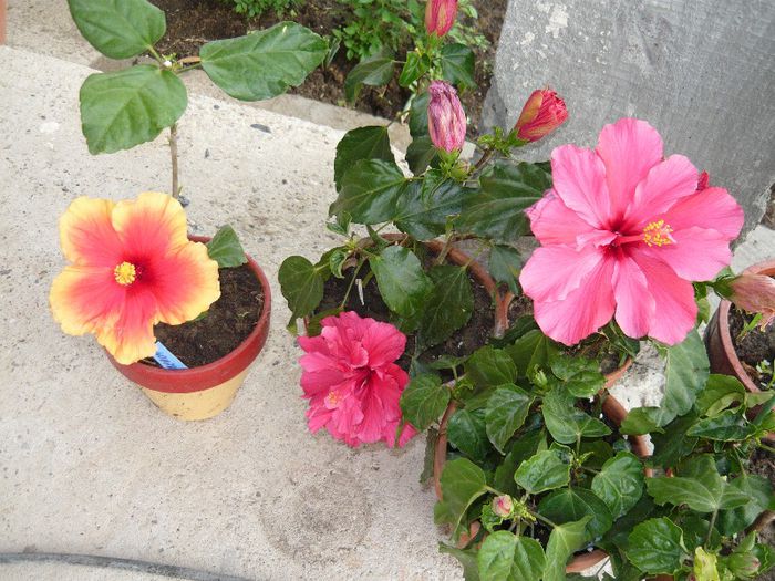 Picture 2433 - x 2013 Hibiscus rosa sinesis