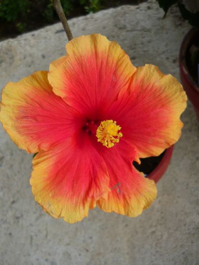 Picture 2435 - x 2013 Hibiscus rosa sinesis