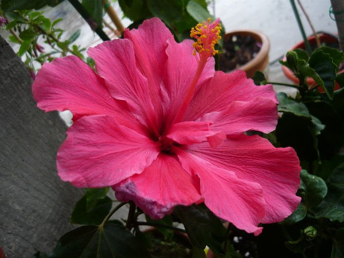 Picture 2437 - x 2013 Hibiscus rosa sinesis