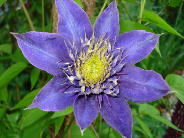 DSC06235 - Clematis 2013