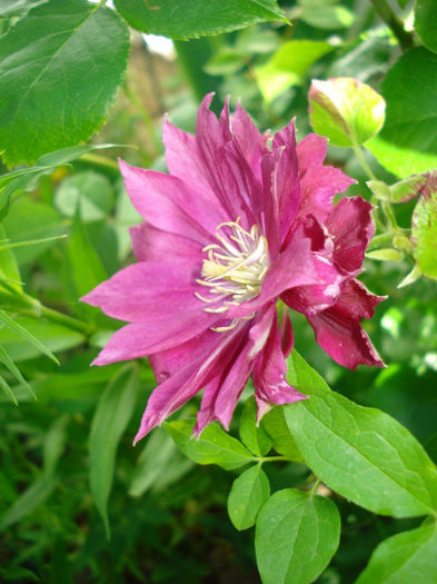 Red Star - Clematis 2013