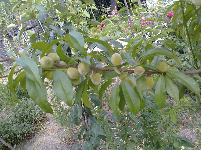 piersic timpuriu de la Carmen; fructificare anul 2 pe corcodus grosime 8 cm
