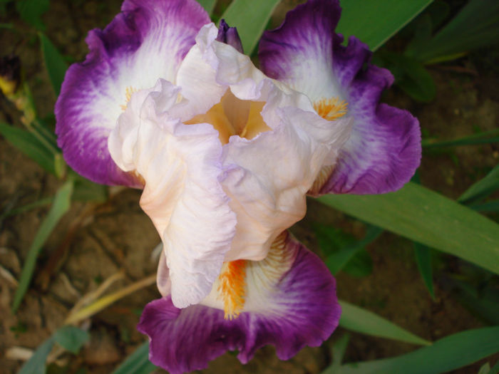 DSC06668