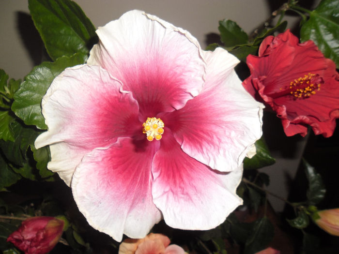 Tahitian Purple Lady