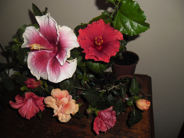hibiscus grup