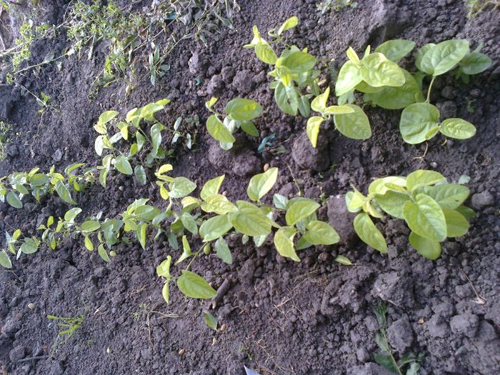 gutui din ghivece plantati in sol 2 randuri la 15-20 cm; pusi cu pamant cu tot , poza dupa plantare , sau prins majoritatea
