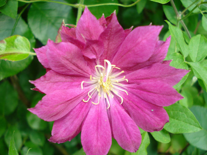 Red Star - Clematis 2013