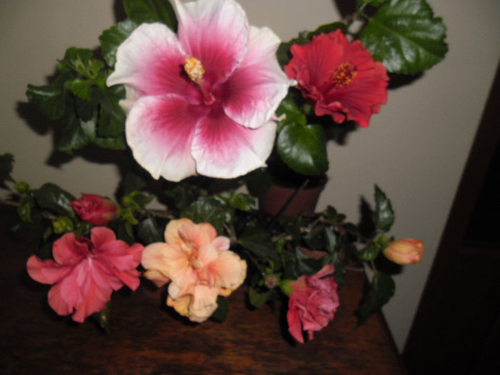 hibiscus grup