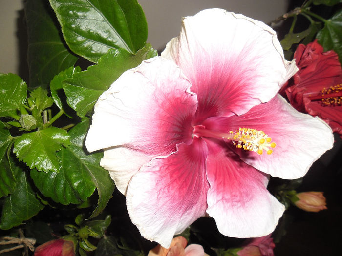 Tahitaian Purple Lady - Hibiscus 2013 -1