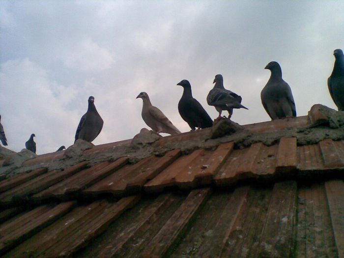 22052013(006) - Voiajori