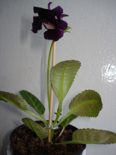 Achizitie noua... - GLOXINIA  2013