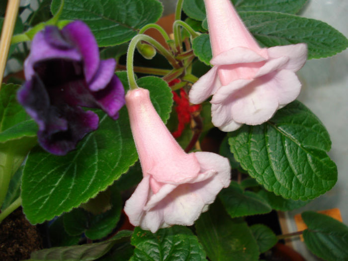 DSC07042 - GLOXINIA  2013